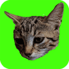 Atrapa gatos